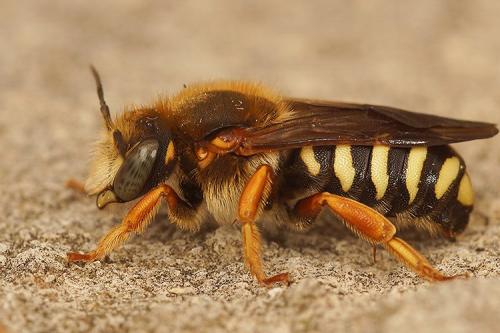 Réf. 270 325 : Rhodanthidium septemdentatum